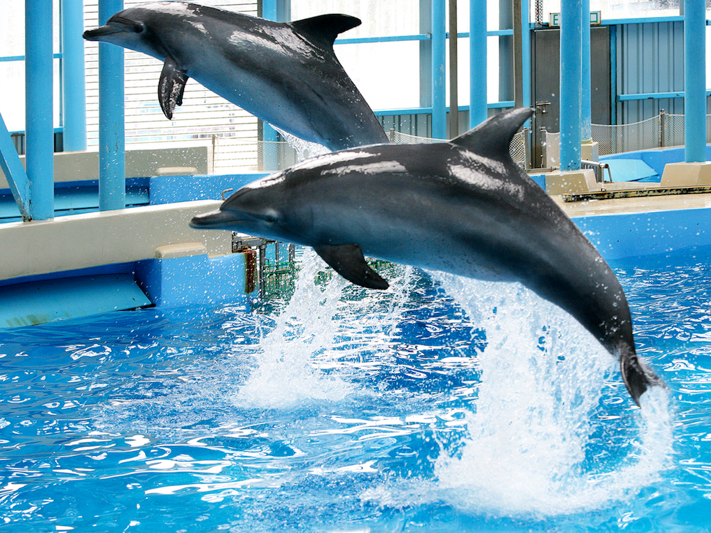 Hong Kong ~ Face à la pression des militants, Ocean Park met fin à ses spectacles de dauphins et d’otaries