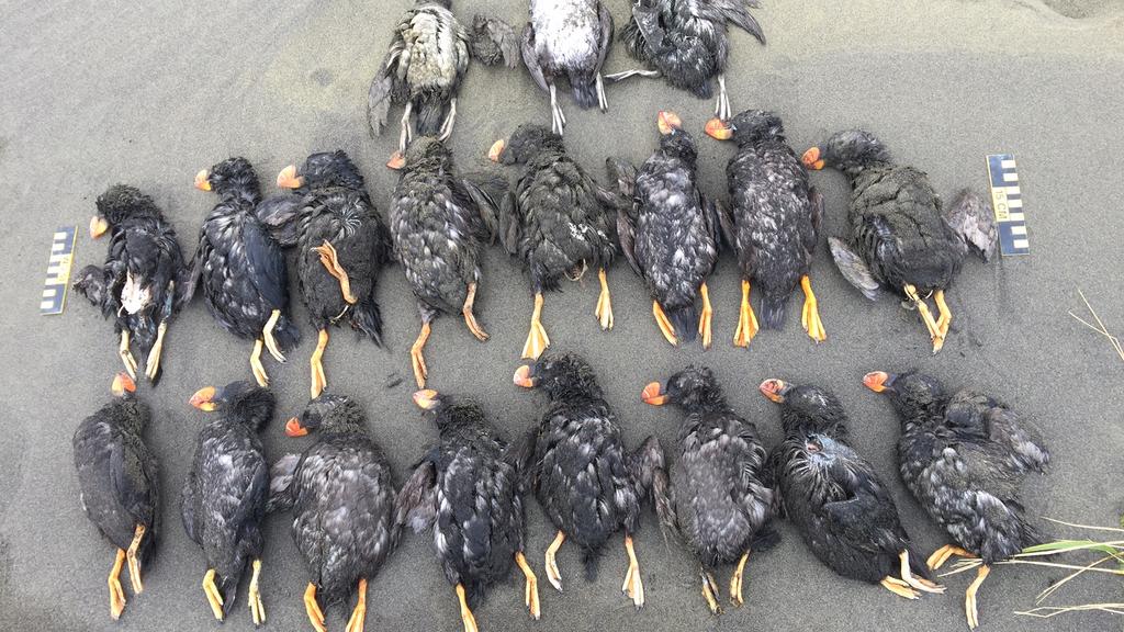 Près d’un million d’oiseaux morts en raison du réchauffement de l’océan en 2015
