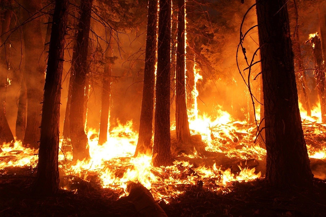 Australie ~ Les conséquences des incendies sur l’océan