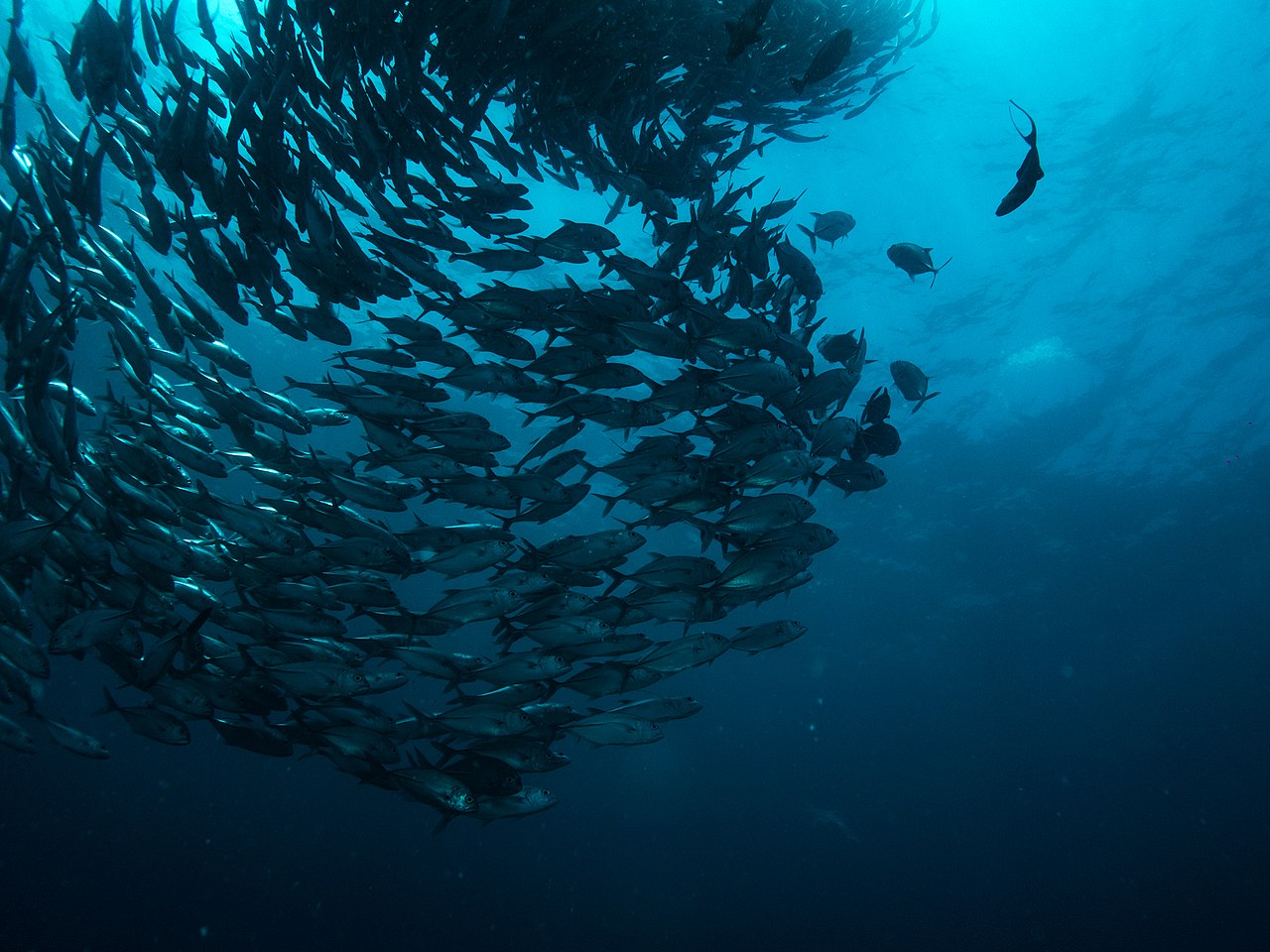 Canada ~ Des algorithmes pour détecter la pollution des fonds marins