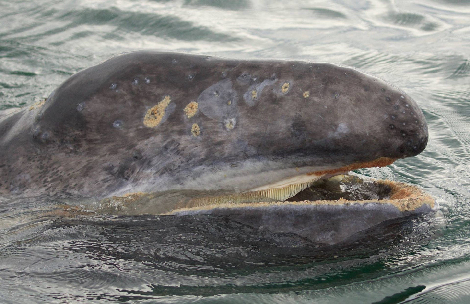 La mort de nombreuses baleines corrélée à des tempêtes solaires