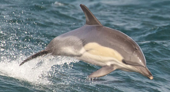 Vendée. Plusieurs dizaines de dauphins échoués ce week-end