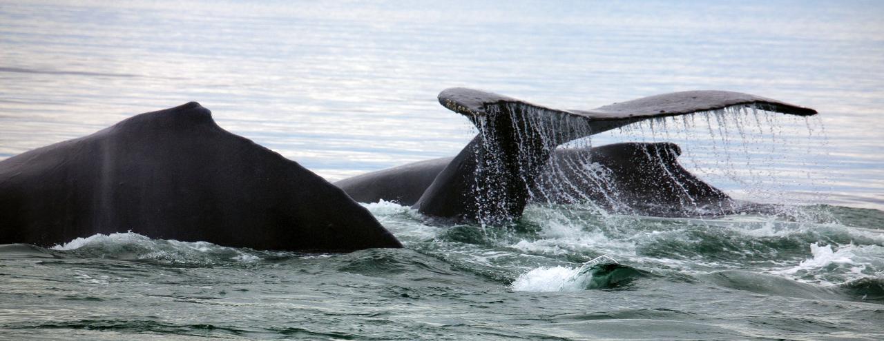 Côtes californiennes ~ Les vagues de chaleur océanique liées à l’augmentation des enchevêtrements de baleines