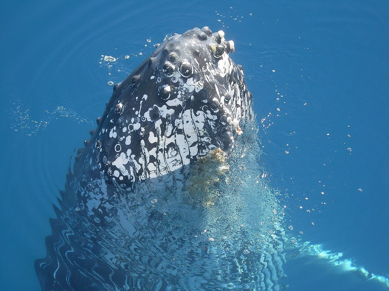 Polynésie ~ Le projet Vigie sanctuaire a permis d’éviter 49 collisions avec des baleines en 2019