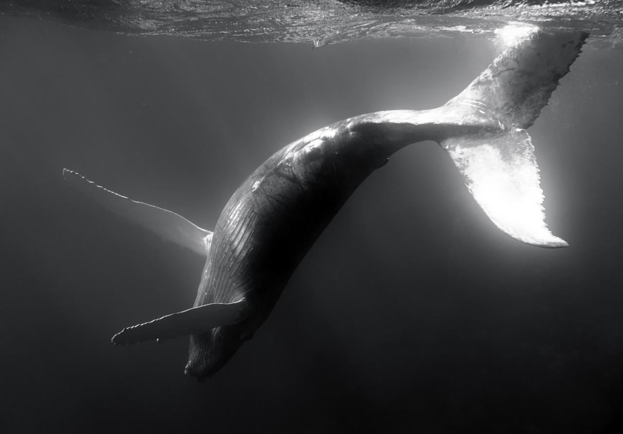 Hawaï ~ Une baleine qui met bas filmée, une grande première
