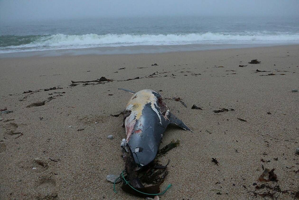 France ~ Déjà 600 échouages de dauphins depuis le début de l’année : vers un triste record en 2020 ?