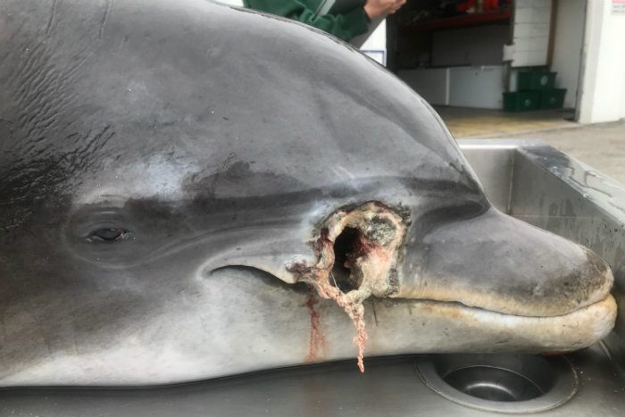 Floride ~ Près de 20.000 $ de récompense pour retrouver un tueur de dauphins