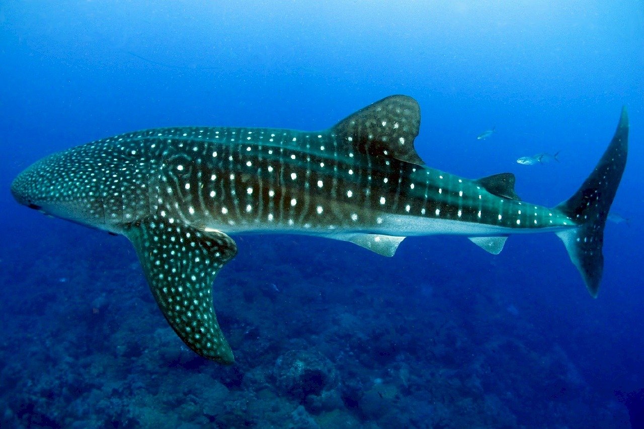 Maldives ~ Un requin-baleine sauvé par des plongeurs