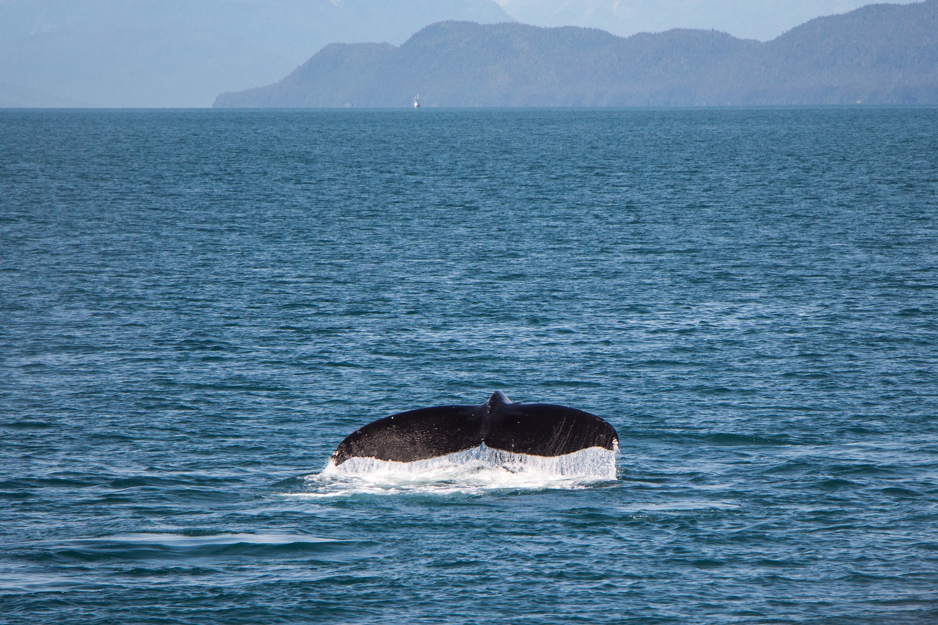 La baleine bleue de l’Antarctique, plus grand animal du monde, est de retour