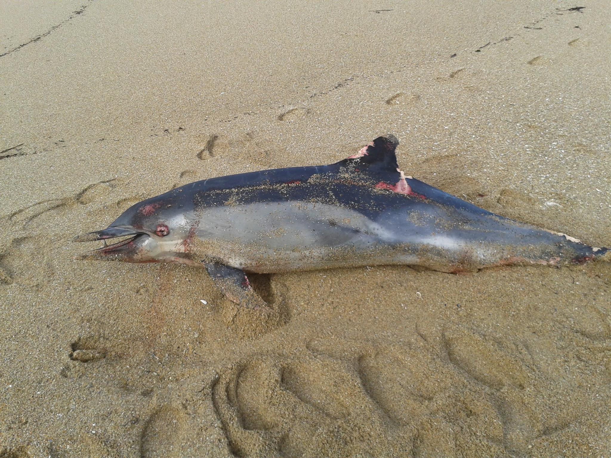 Morbihan ~ Un dauphin mort retrouvé sur une plage de Guidel