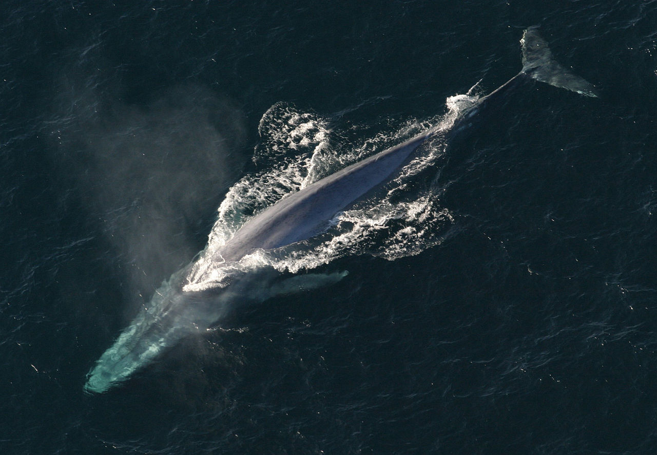 Le souffle d’une baleine analysé grâce à un drone
