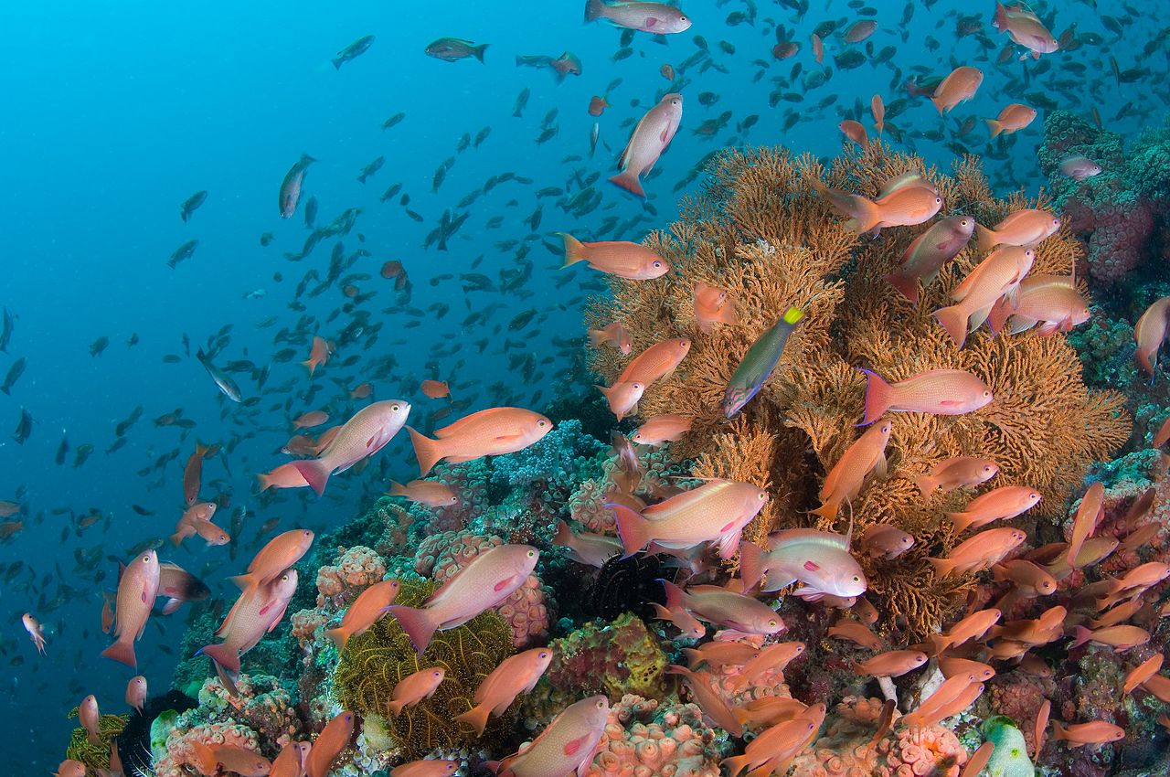 France ~ La réserve marine du Roc de Brescou est créée au large du cap d’Agde