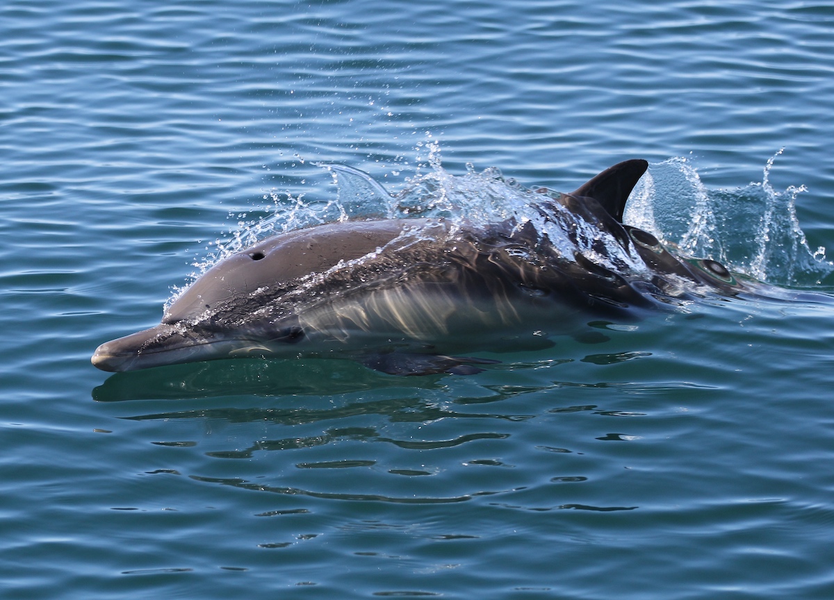 Taïji (Japon) : la saison de chasse au dauphin s’achève