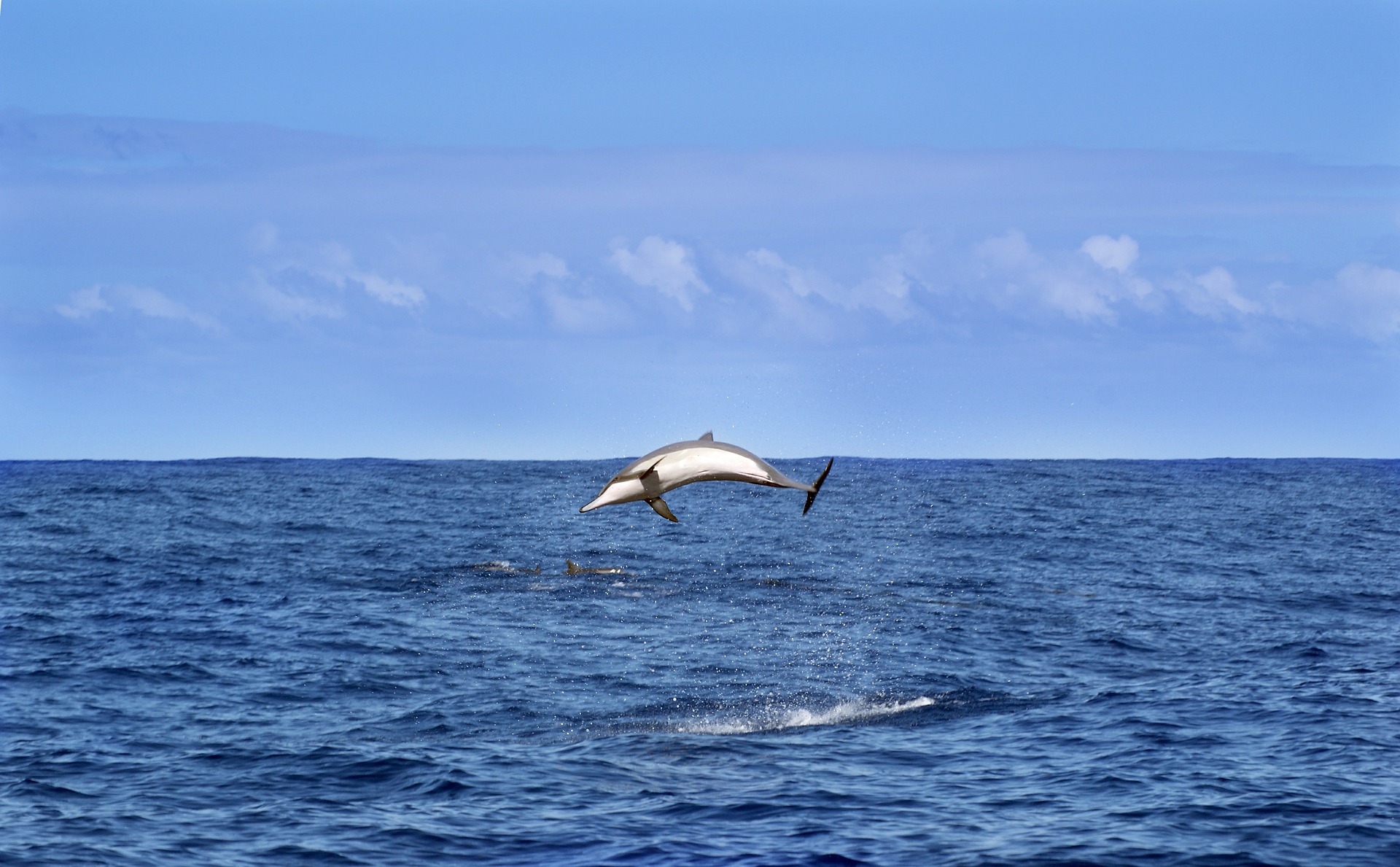 Les populations de dauphins se sont effondrées dans l’Océan Indien