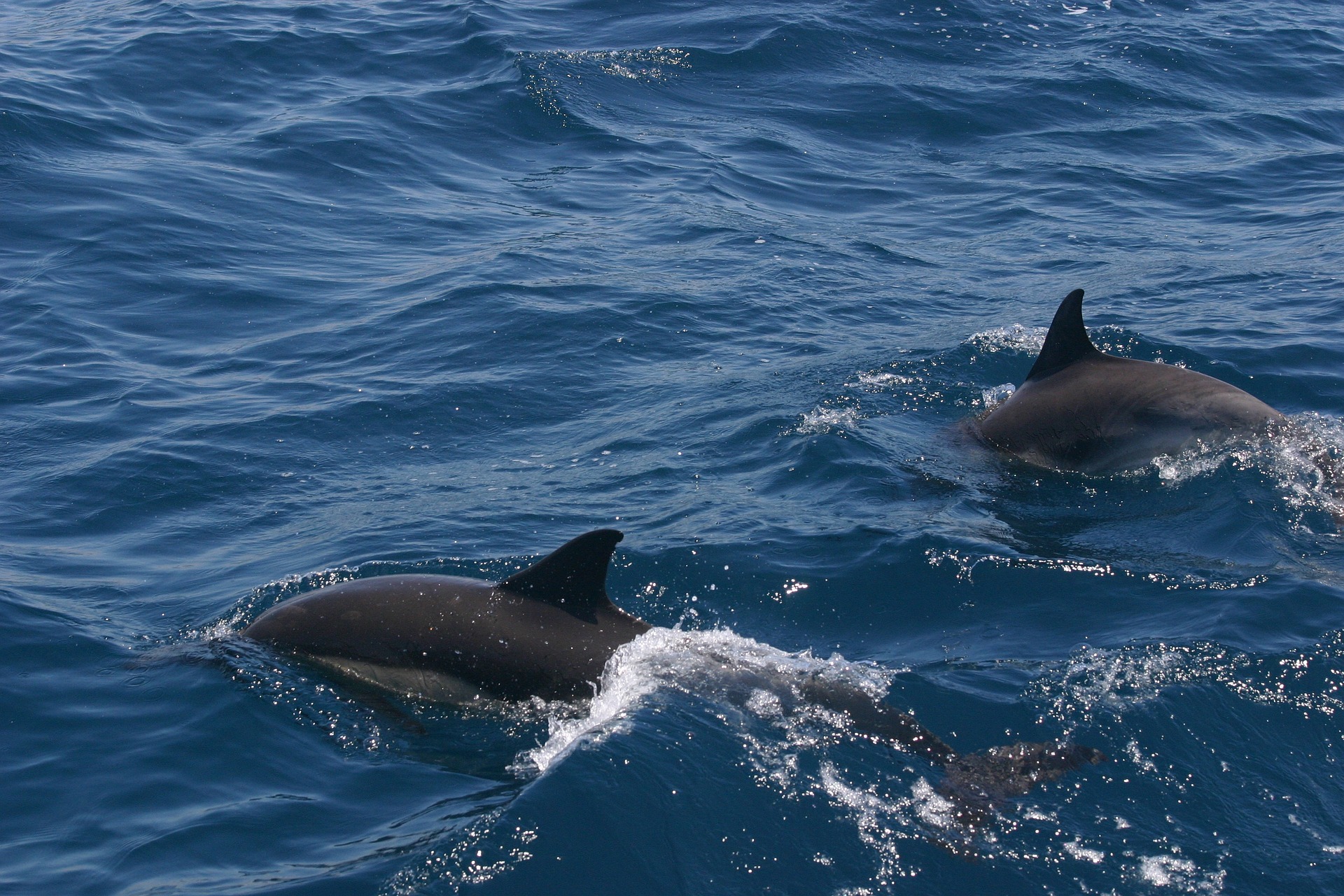 Canada ~ Sauvetage réussi pour une dizaine de dauphins encerclés par des épaulards