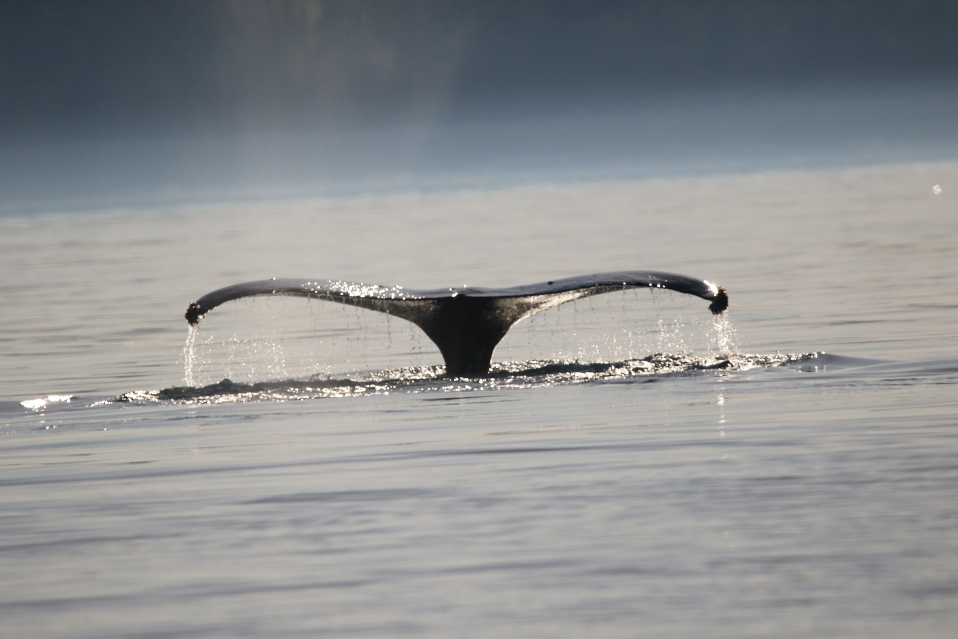 2 millions d’euros : c’est ce que rapporte à la planète une baleine tout au long de sa vie
