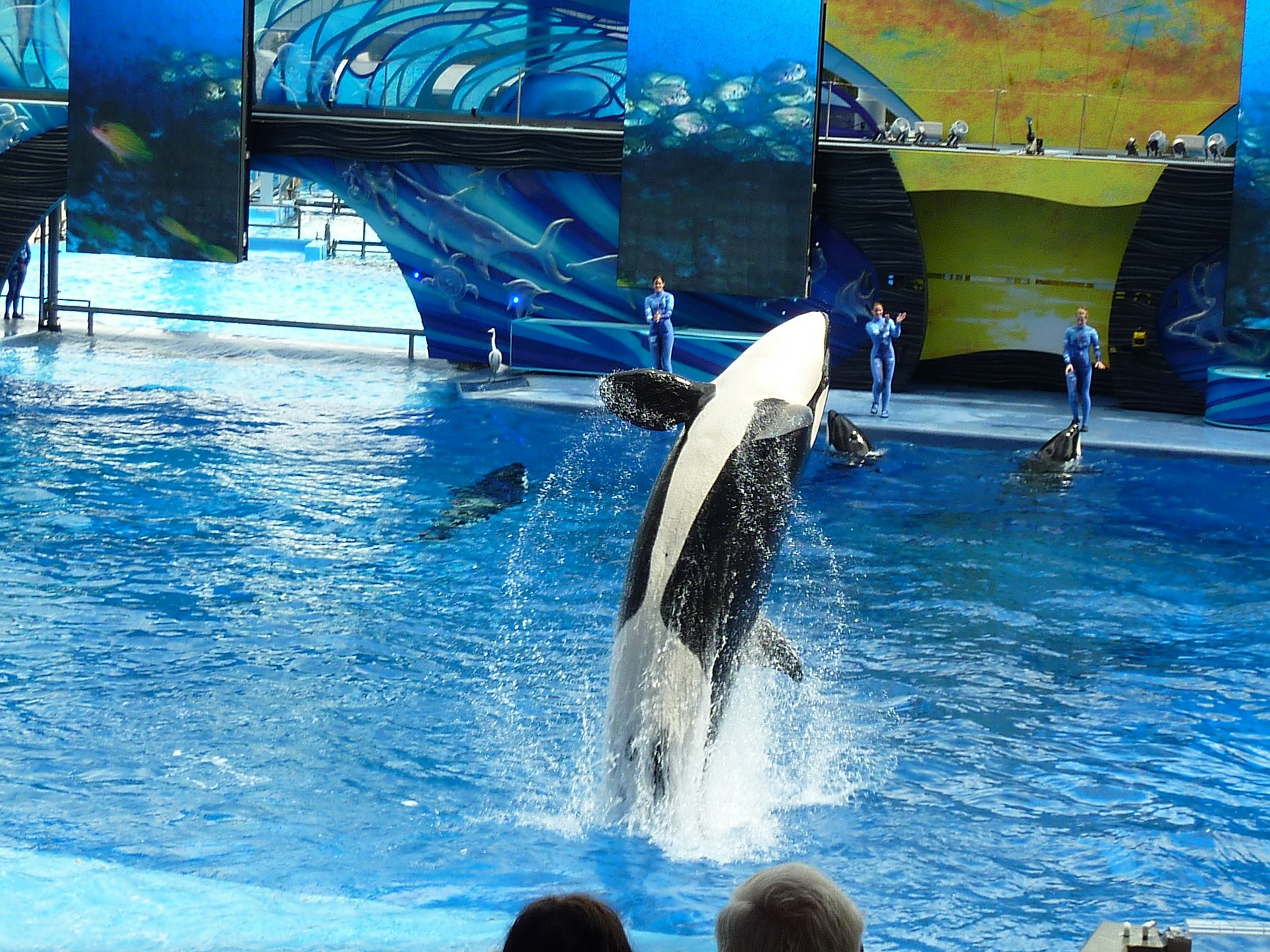 Californie ~ Une sénatrice dépose un projet de loi pour faire plier SeaWorld