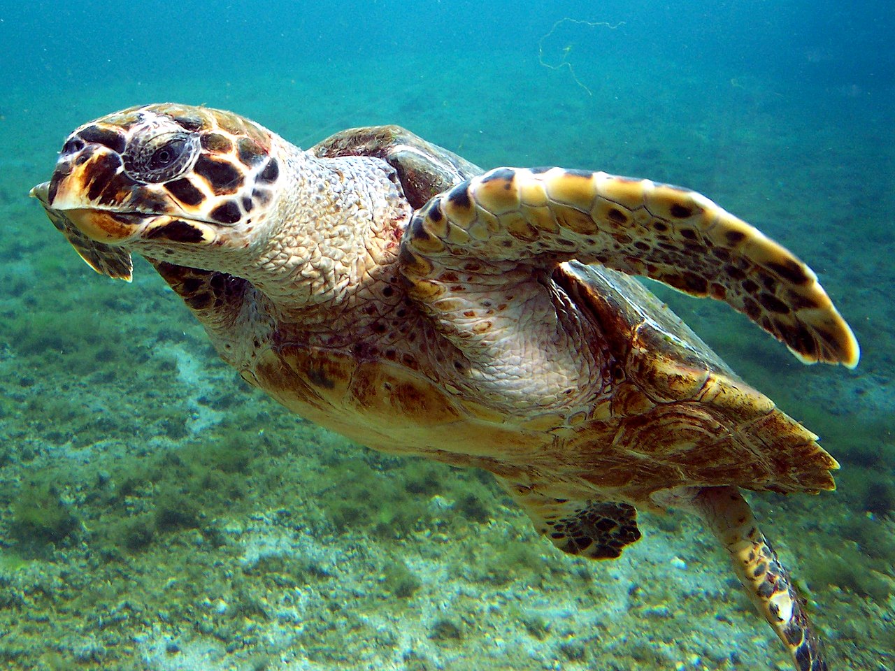 Au Brésil, le spectacle de la naissance de tortues menacées d’extinction sur des plages désertes