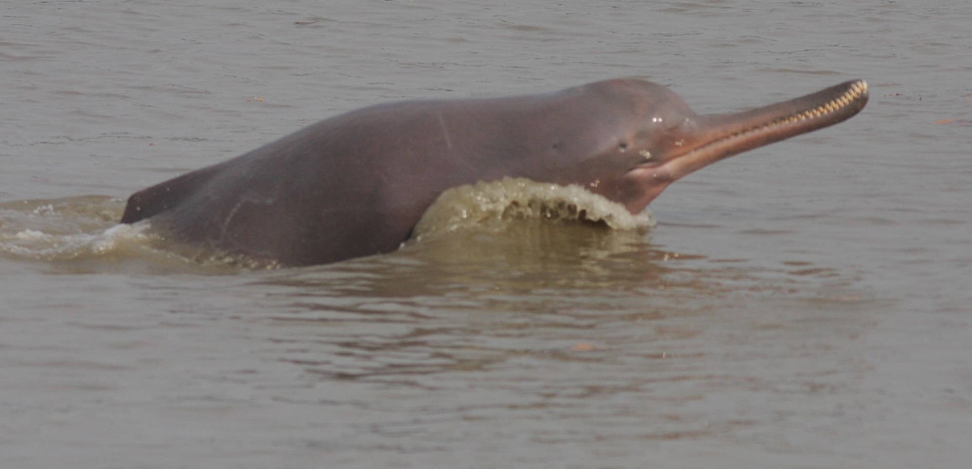 Inde ~ Avec la baisse de la pollution de l’eau, les dauphins sont de retour à Kolkata