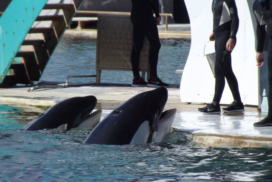 Coronavirus : “Marineland est fermé, mais cela ne change rien pour les animaux toujours soignés quotidiennement”