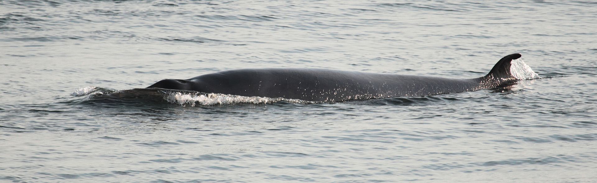 Norvège : pas de confinement pour les chasseurs de baleines