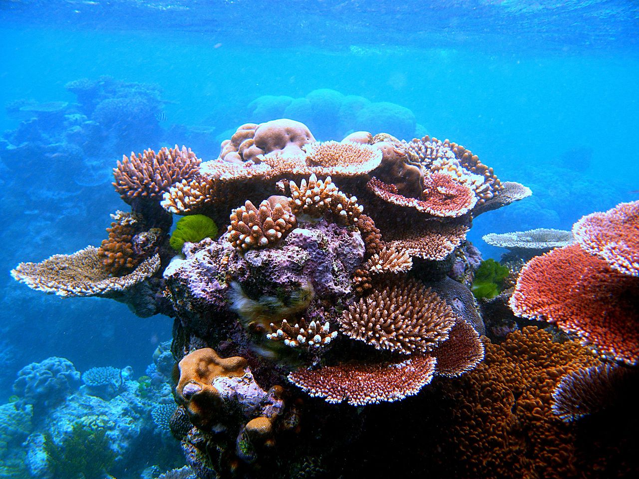 Australie ~ La Grande Barrière vient de vivre son pire épisode de blanchissement des coraux