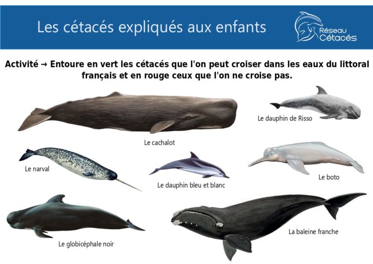 Faut Il Vider Les Céteaux De Quoi Meurent Les Cétacés? – Portail Officiel Des îles De La Madeleine Faut Il Vider Les Céteaux De Quoi Meurent Les Cétacés? – Portail Officiel Des îles De La Madeleine