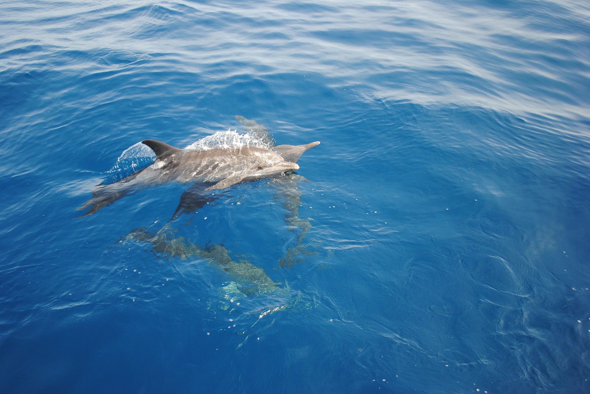 Espagne ~ Des chercheurs étudient les répercussions du confinement sur le comportement des dauphins et des marsouins.
