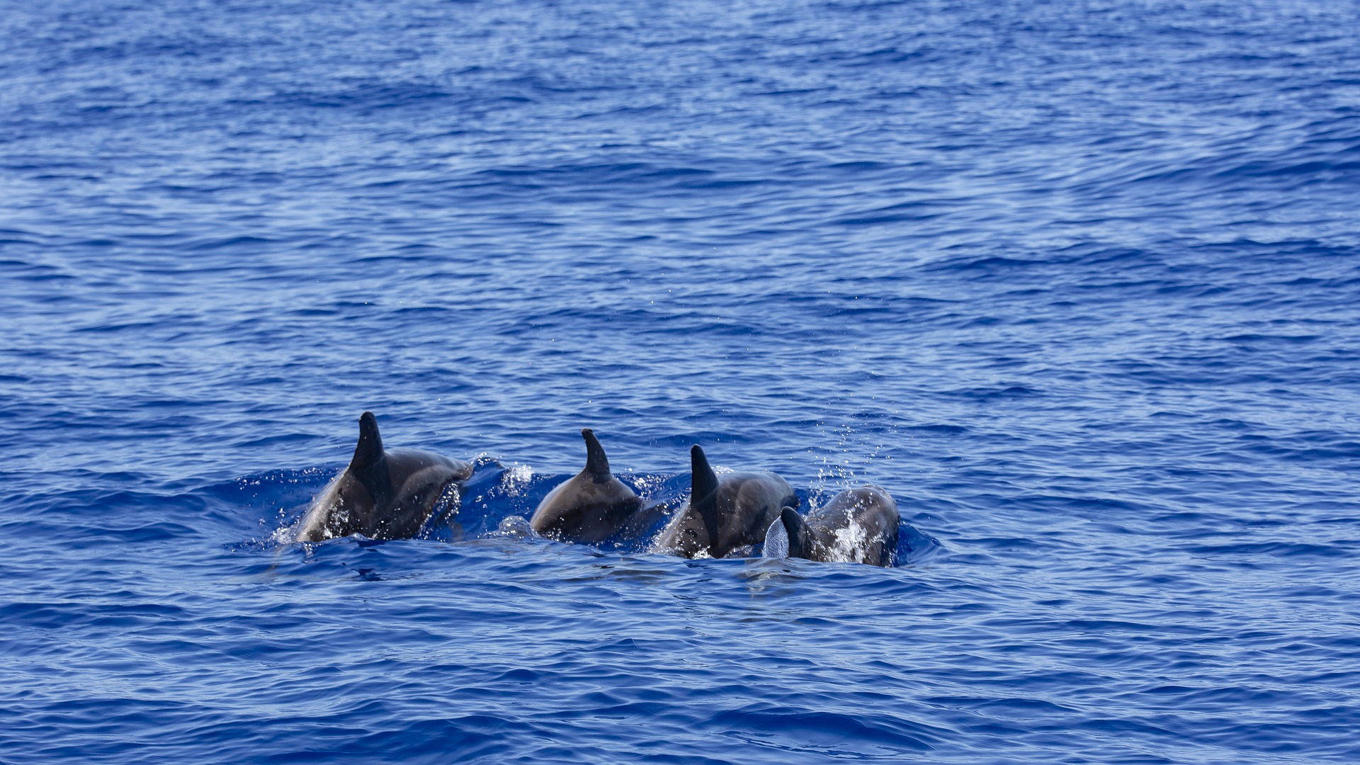 Les dauphins seraient capables de chanter en groupe pour séduire les femelles