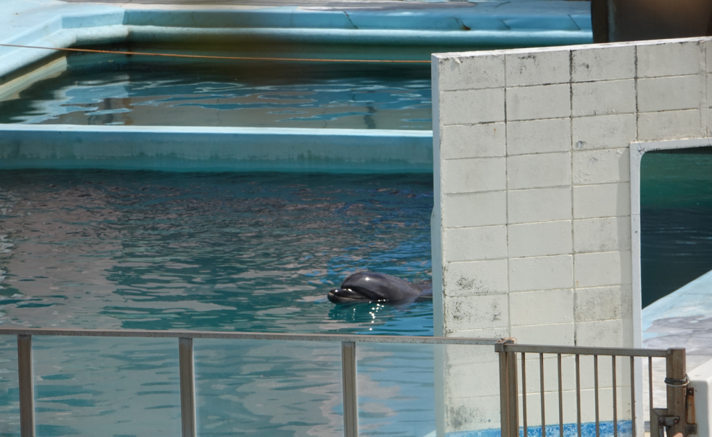 Japon : décès de Honey, le dauphin laissé à l’abandon