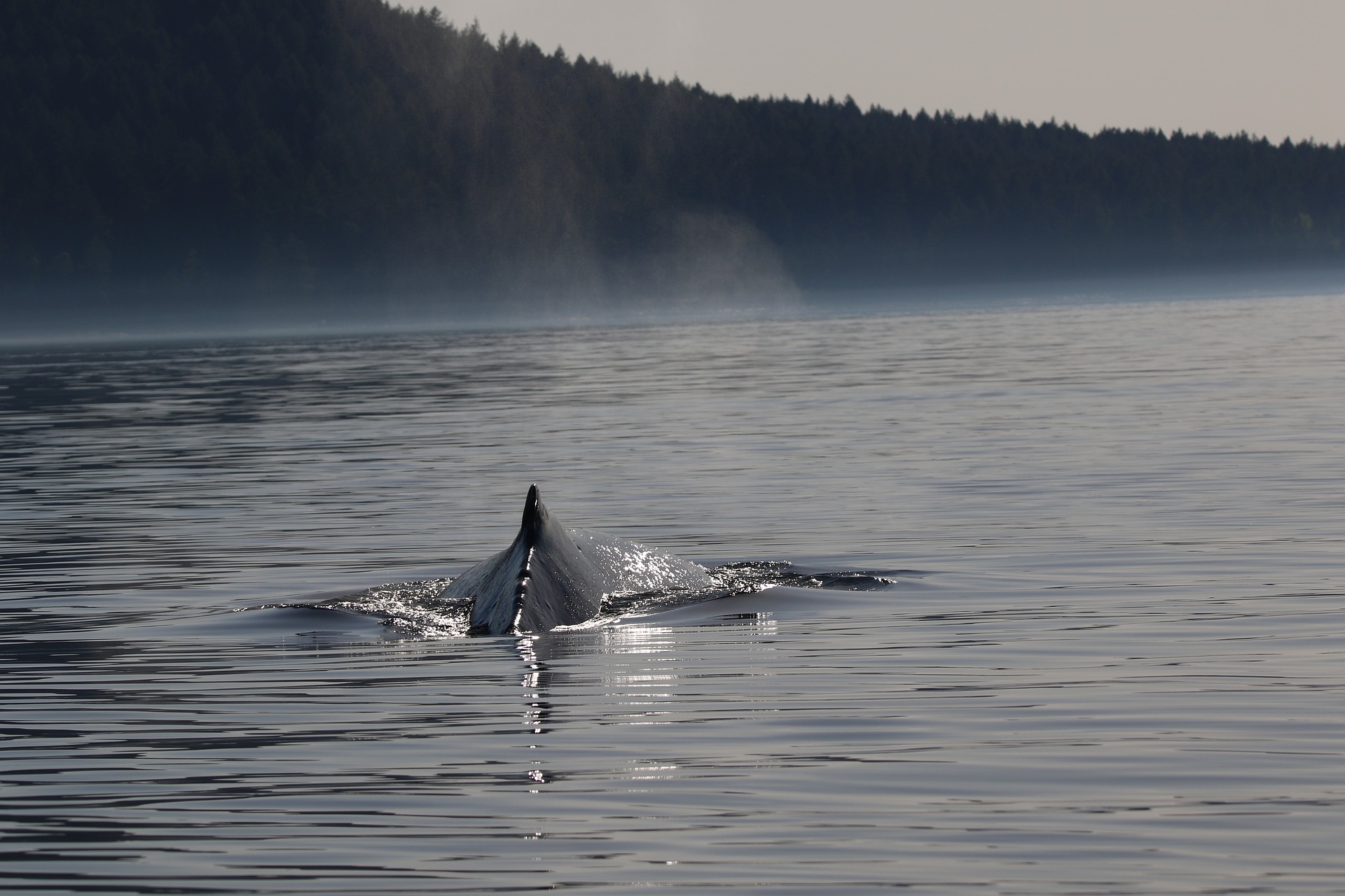 Les grands animaux marins comme les baleines et les requins pourraient disparaître d’ici 100 ans