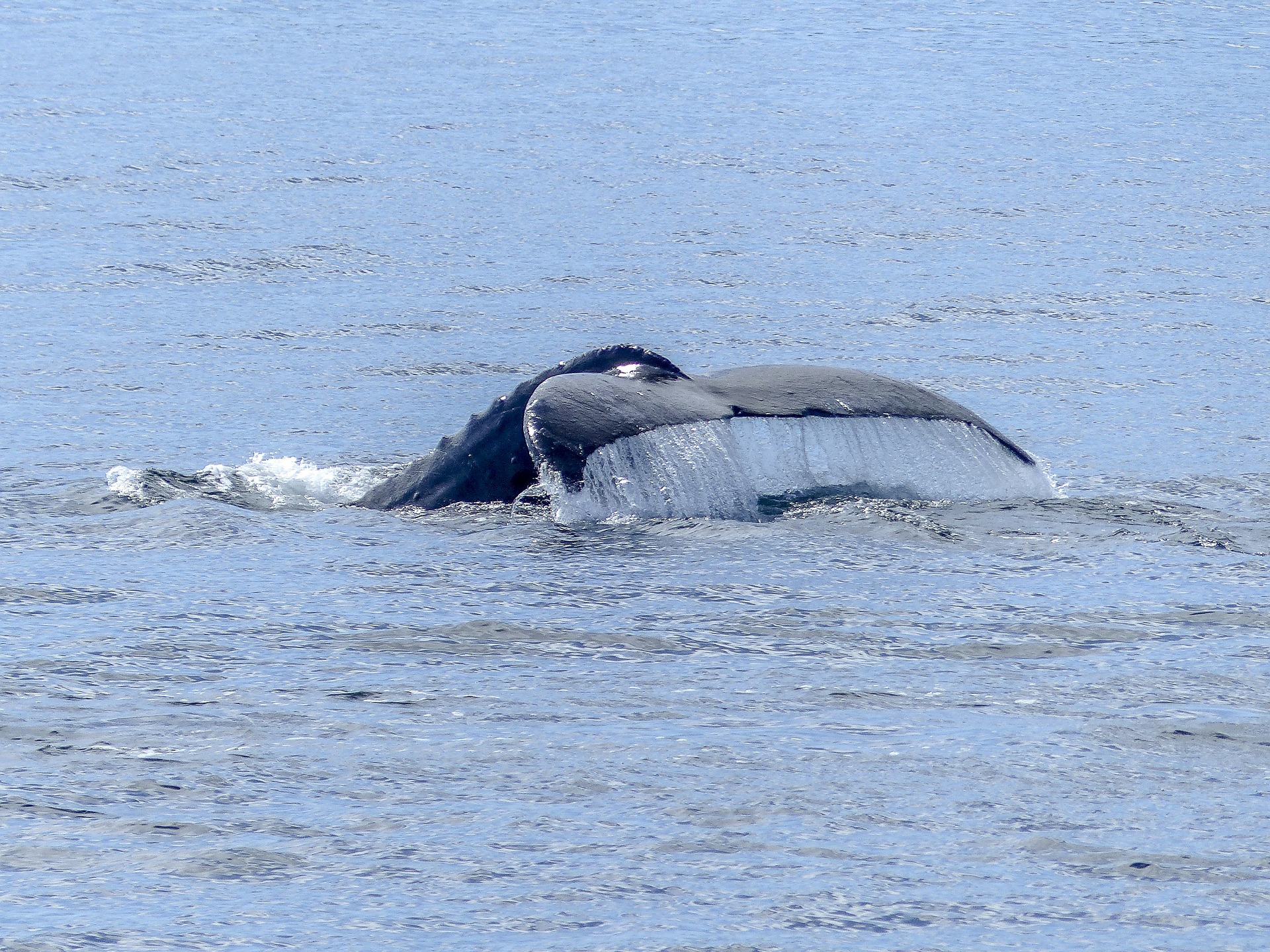 Les études sur les migrations des baleines grises sur pause en raison de la COVID-19
