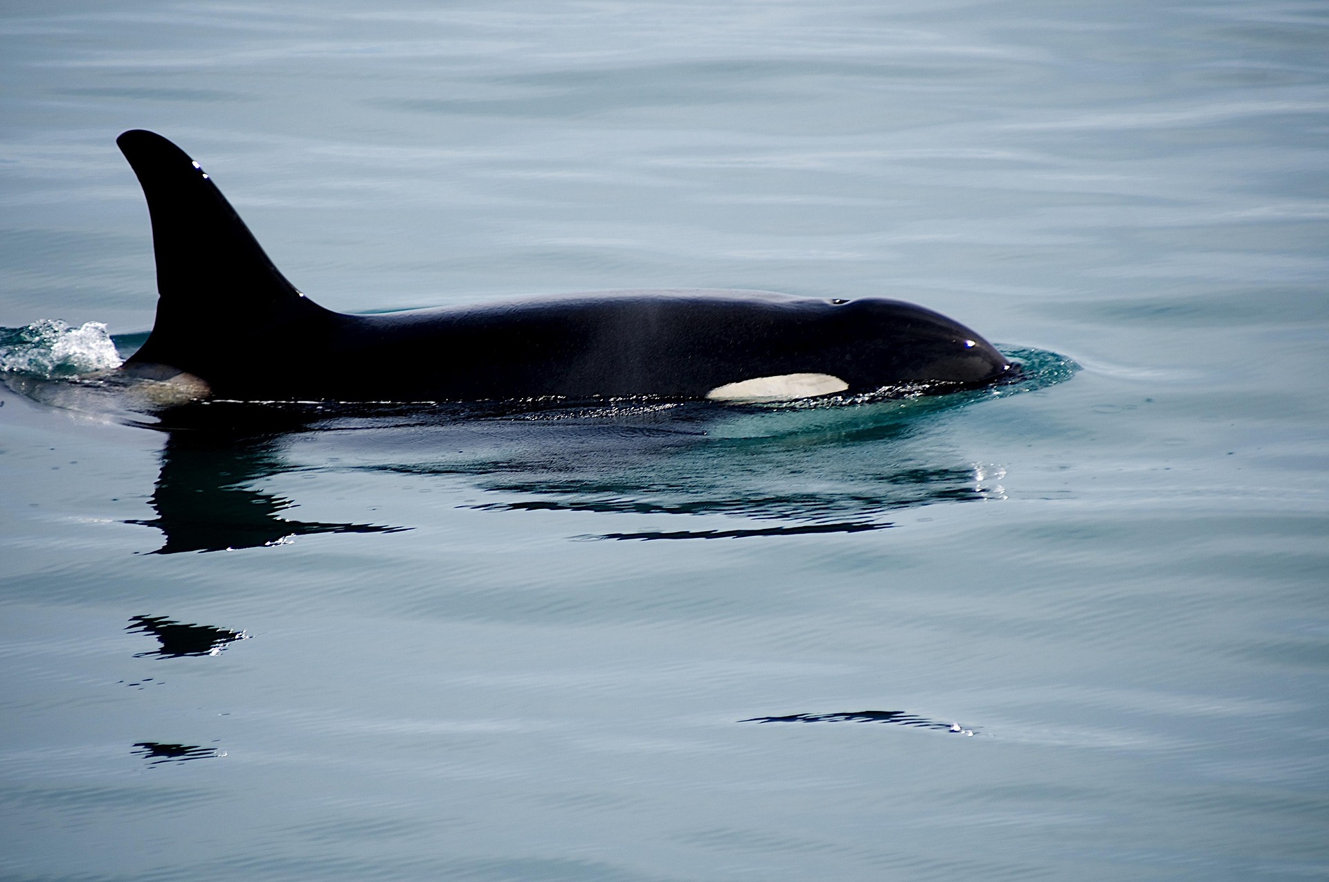 Protection des orques en Russie : un premier pas et des doutes