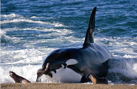 orcas-foto-patrian-1