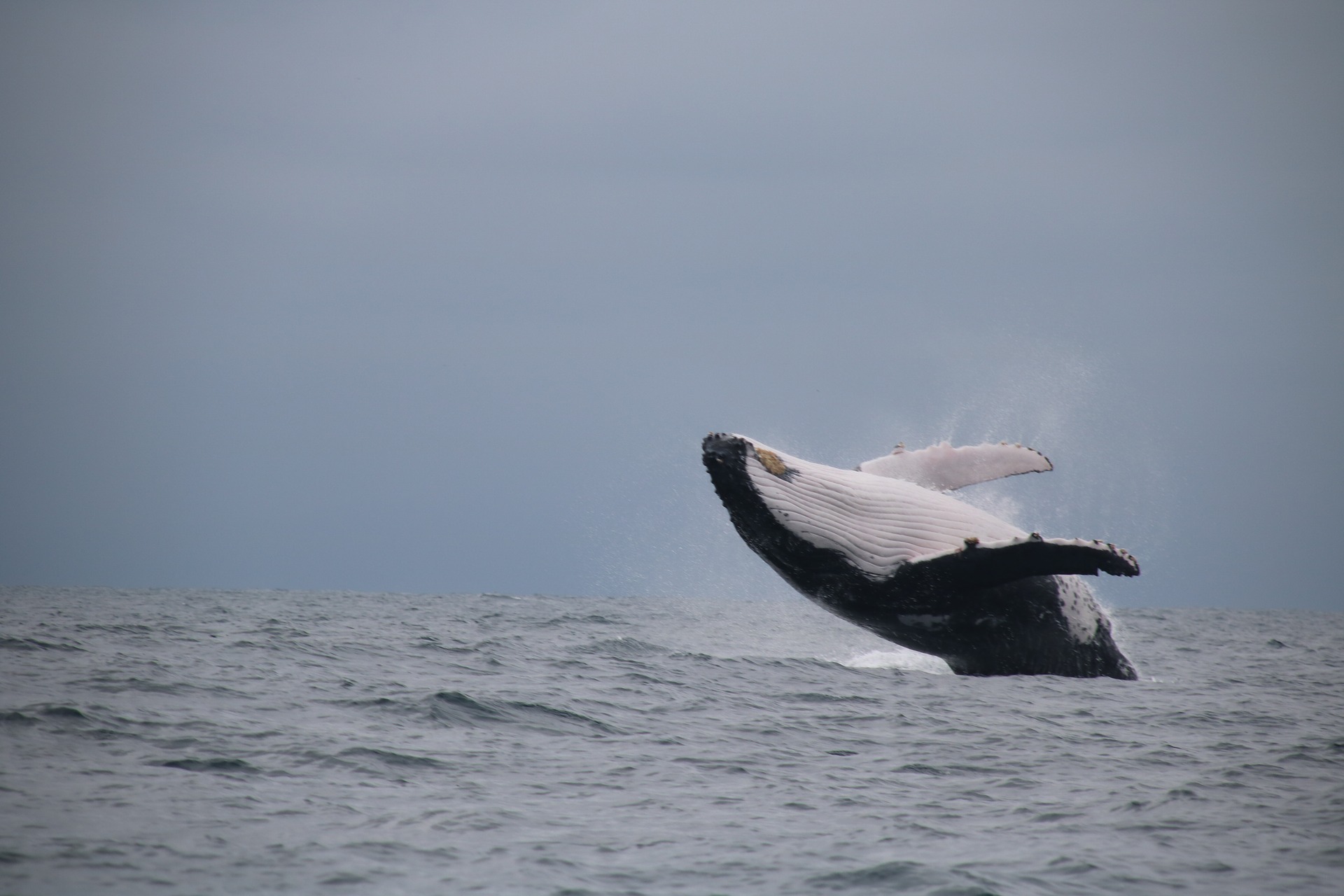 Si les Hommes vivaient comme des Baleines…