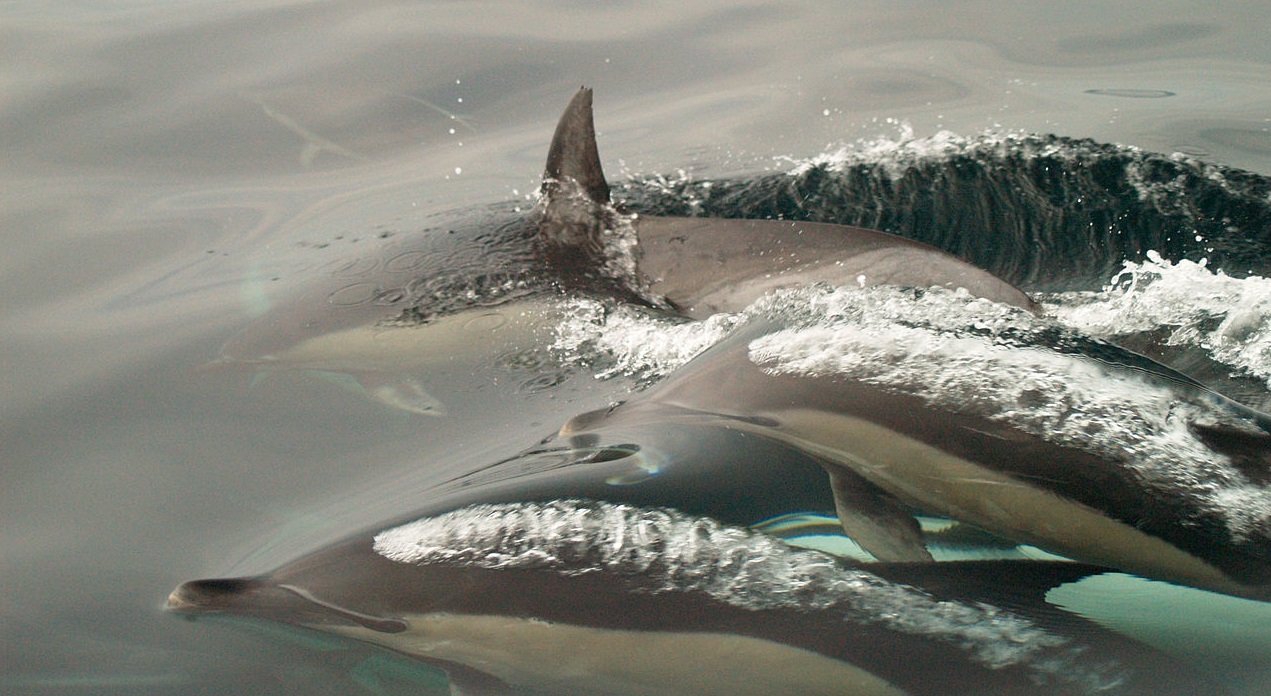 Californie ~ Un superpod d’un millier de dauphins filmé aux côtés d’un bateau d’observation des cétacés