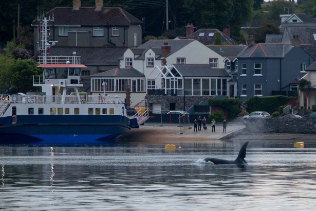 Irlande : le retour inquiétant des orques à Strangford Lough
