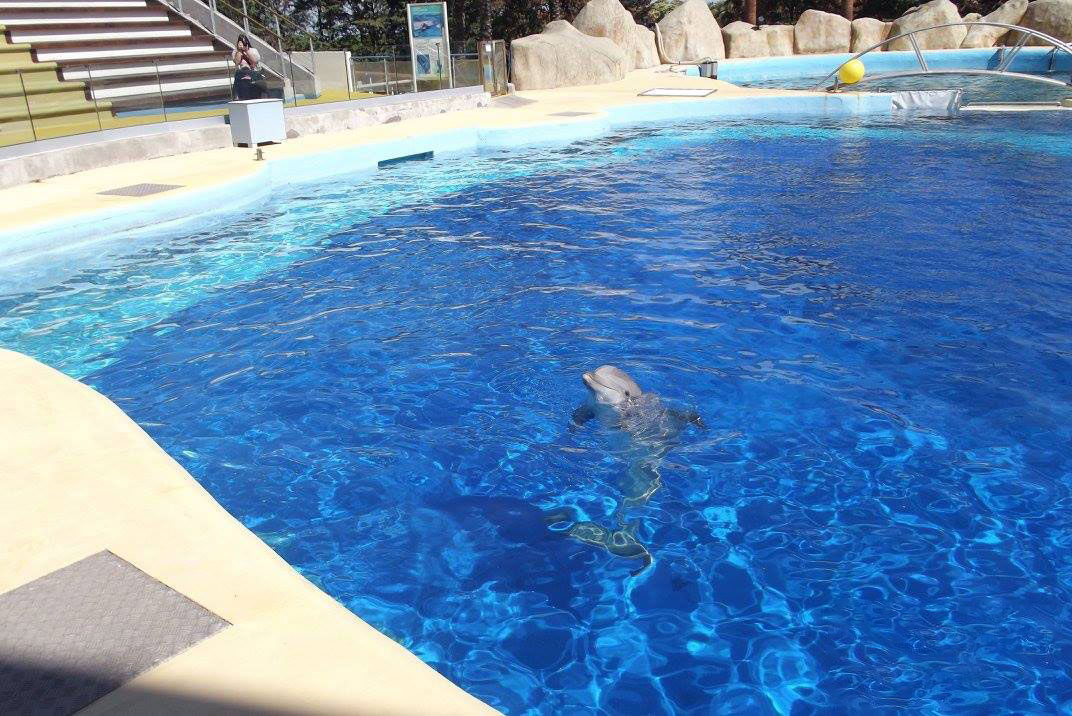 Un dauphin né à Marineland donne à son tour naissance à une petite femelle, une première pour le parc