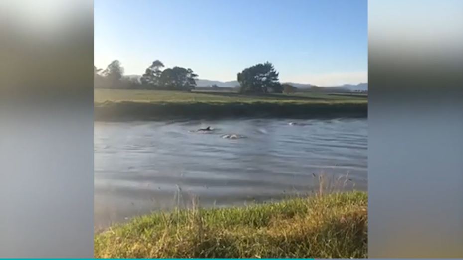 Nouvelle-Zélande ~ Des dauphins surprennent les chercheurs en remontant un fleuve dans la région de Waikato