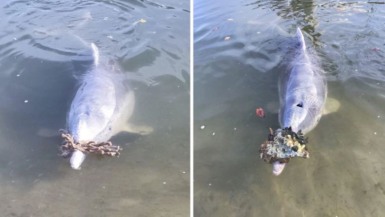 Australie ~ Des dauphins manifestement en manque d’interaction apportent des présents marins aux humains