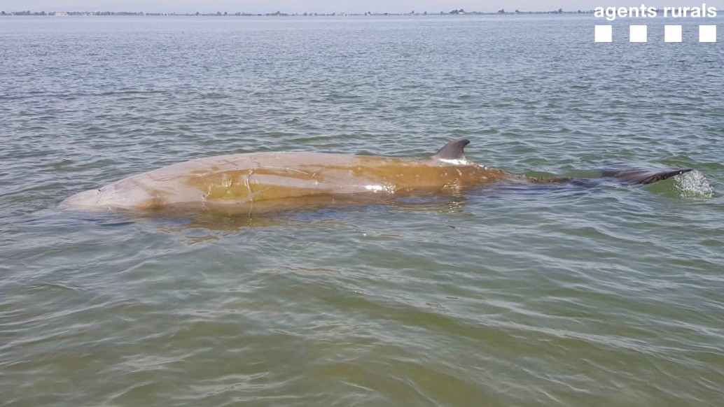 Catalogne ~ Ils sauvent une baleine de 4 mètres échouée sur le sable