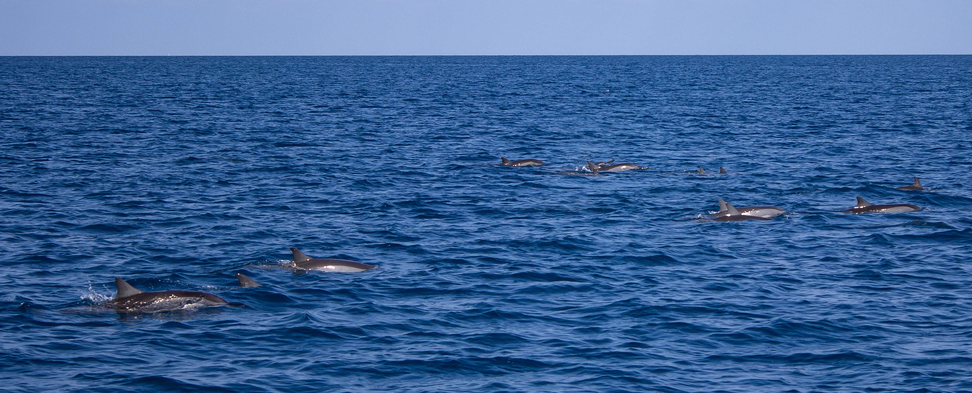Normandie ~ Des dauphins observés au large de Trouville et Honfleur