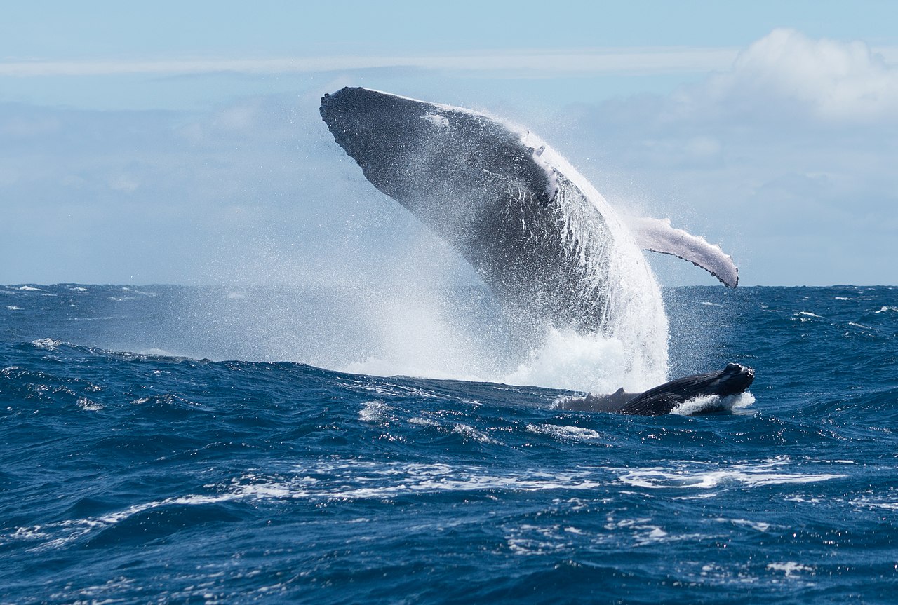 Baleines : l’allaitement souffre du bruit
