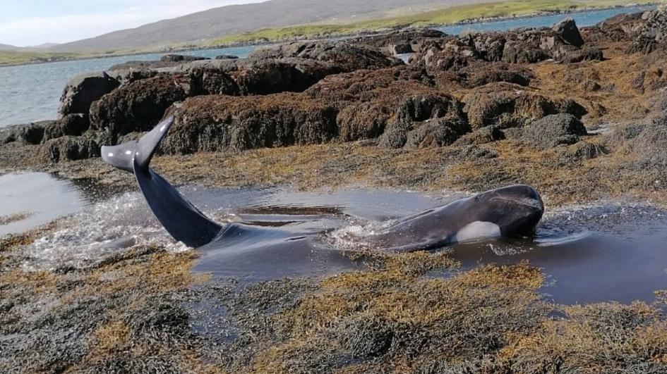 Écosse ~ Le sauvetage de dix globicéphales enchevêtrés dans les algues au large d’une île isolée