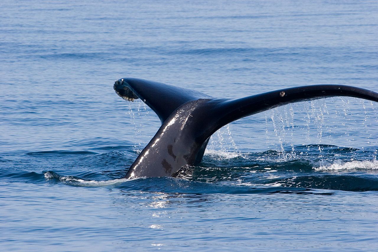 Canada : la baleine à bosse morte dans le Saint-Laurent aurait été percutée par un bateau