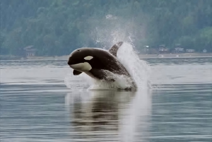 Nanaimo, Canada ~ Une orque empêtrée parvient tant bien que mal à se libérer