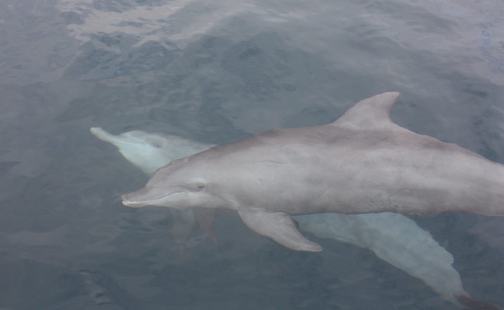 Indonésie ~ Les dauphins secourus à Bali retrouvent progressivement la santé
