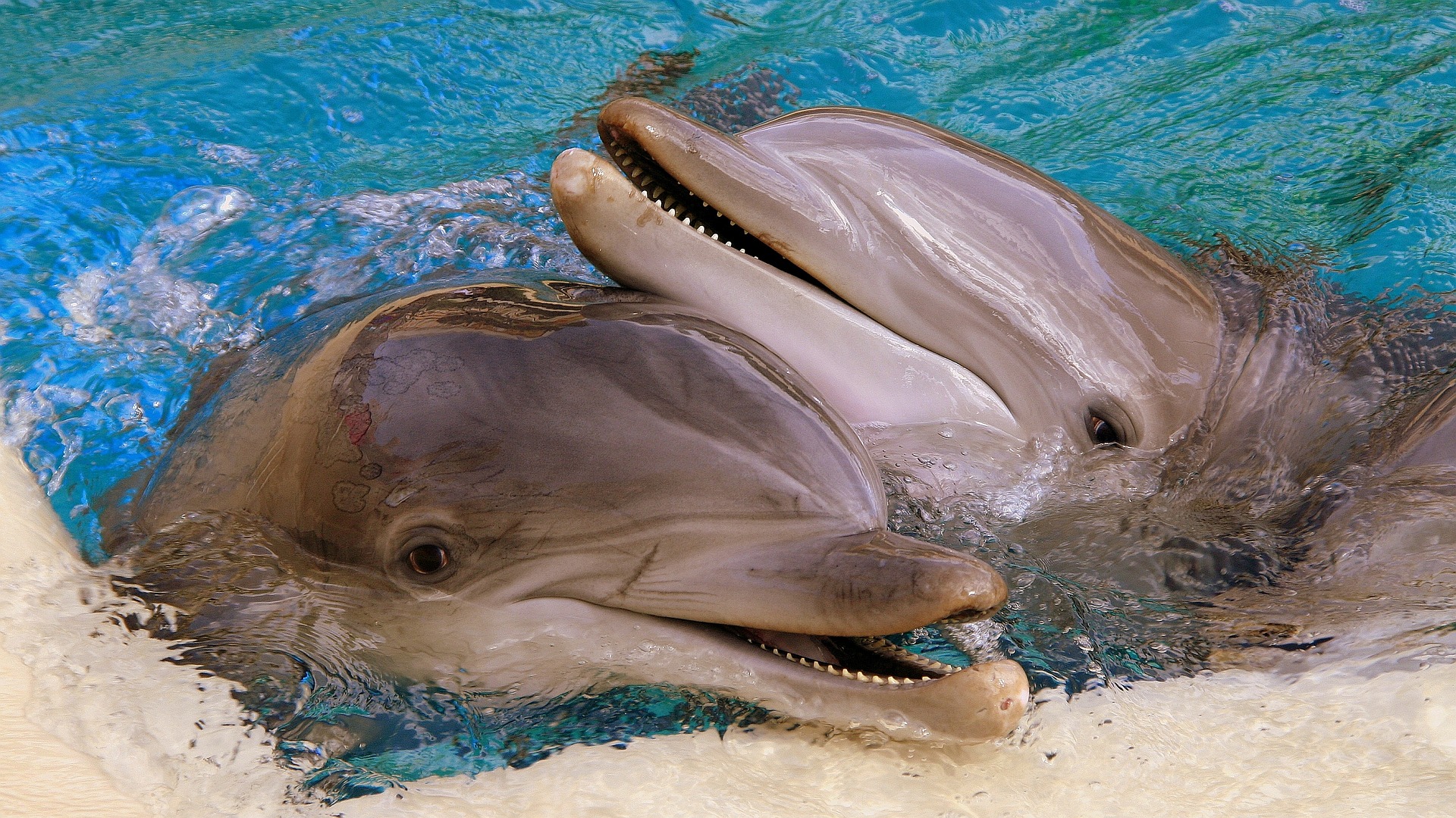 Thérapie par les dauphins : de grands espoirs, des promesses vides