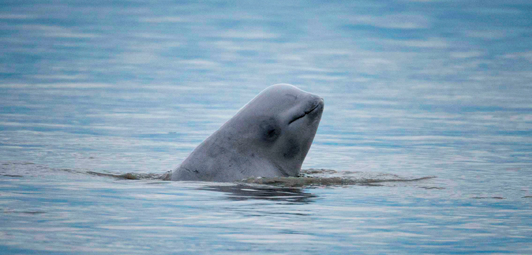 Alaska ~ Une population de bélugas continue de décliner