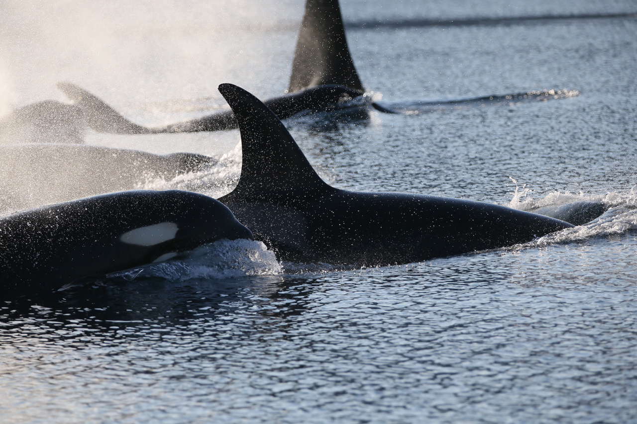 Nunavut, Canada – Avec le réchauffement de l’Arctique, la prédation des orques envers les narvals s’intensifie